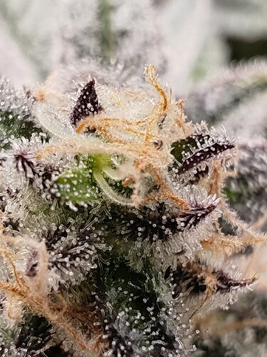 Growreport Bild 5