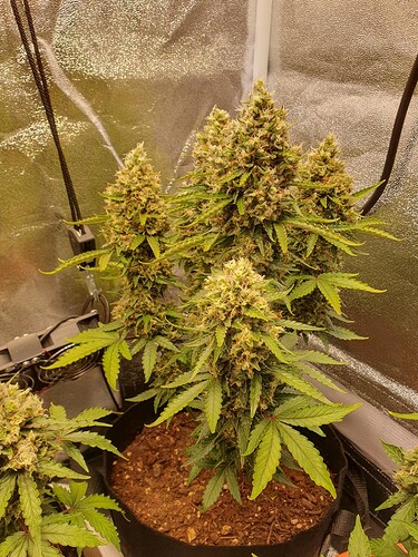 Growreport Bild 17