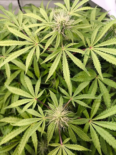 Growreport Bild 2