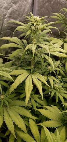 Growreport Bild 2
