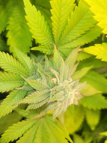 17079150698011416293463664632654