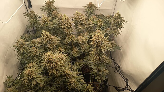 Growreport Bild 12