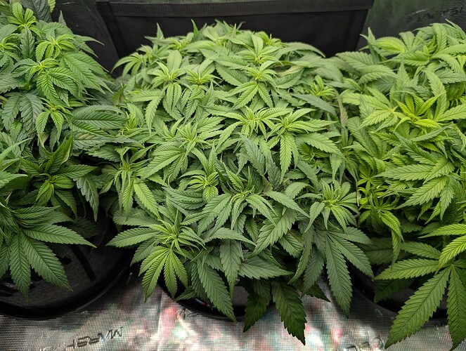 Growreport Bild 5
