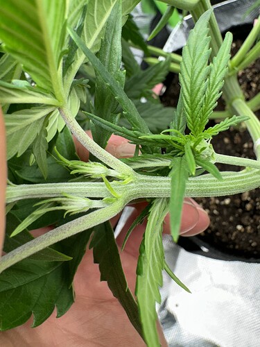 Growreport Bild 9