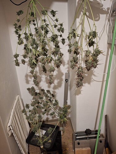 Growreport Bild 15