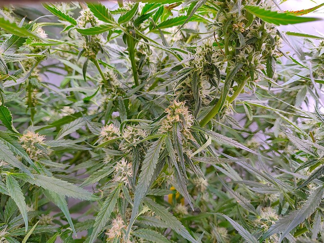 Growreport Bild 16