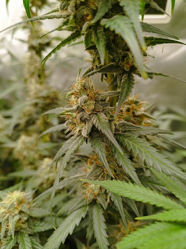 Nahaufnahme einer blühenden Cannabispflanze mit dichten, harzigen Blütenständen und orangefarbenen Stempeln.