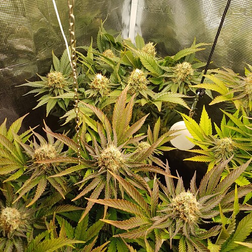 Growreport Bild 7