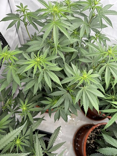Growreport Bild 3