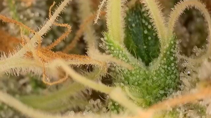 Growreport Bild 9