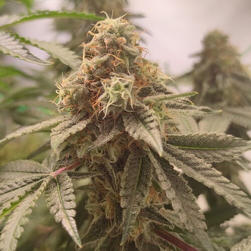Growreport Bild 5
