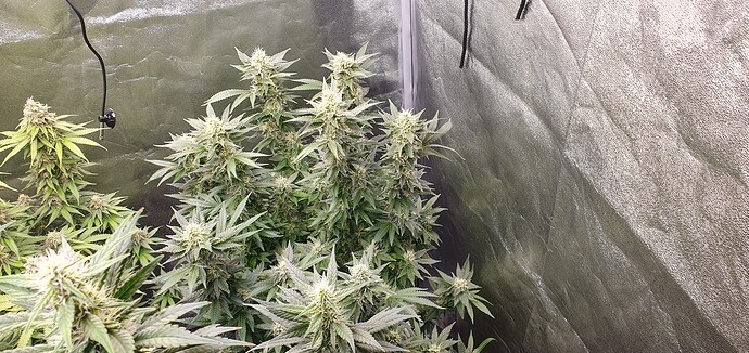 Growreport Bild 5
