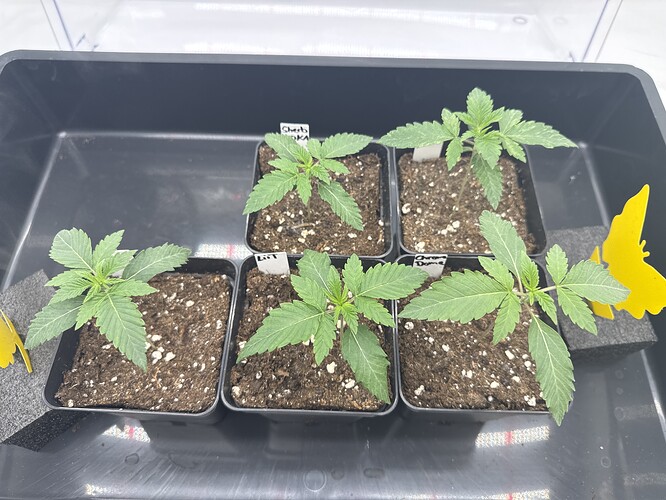 Growreport Bild 7