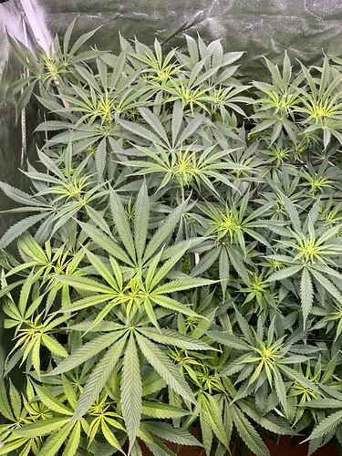 Growreport Bild 2