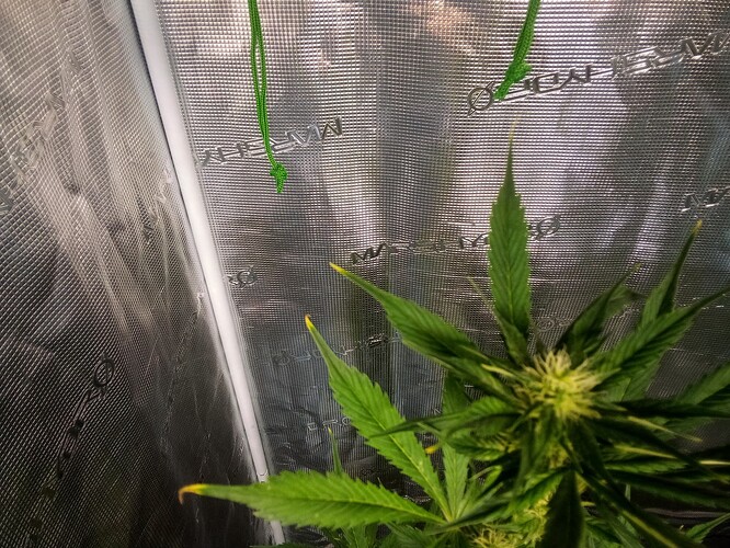 Growreport Bild 4