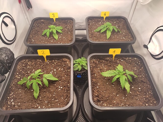 Growreport Bild 6