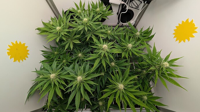 Growreport Bild 2
