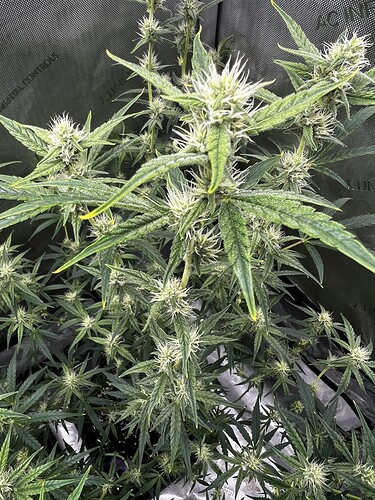 Growreport Bild 4