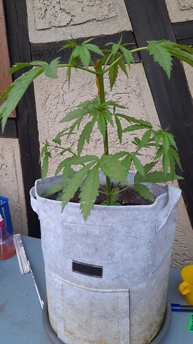 Growreport Bild 1