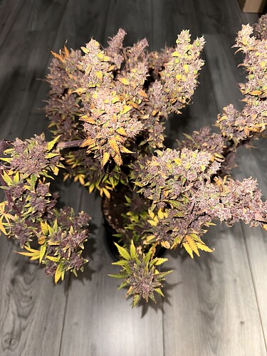 Growreport Bild 1
