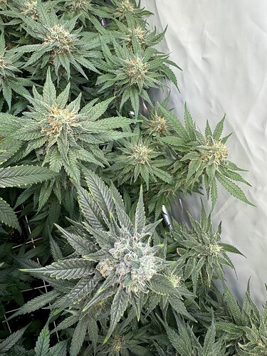 Growreport Bild 33