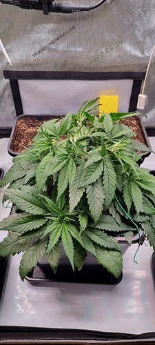 Growreport Bild 25