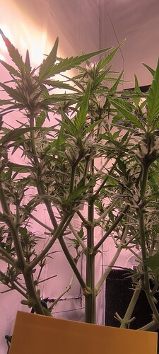 Growreport Bild 36