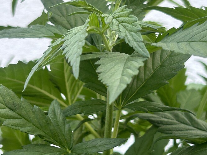 Growreport Bild 3