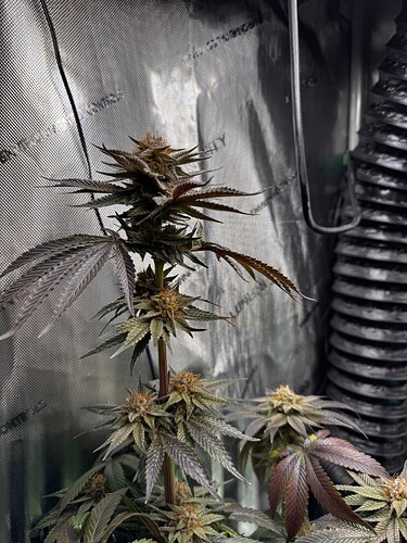 Growreport Bild 2
