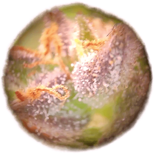 Growreport Bild 9