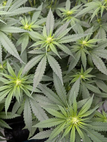 PXL_20250710_180853775