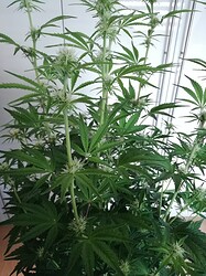 Growreport Bild 86