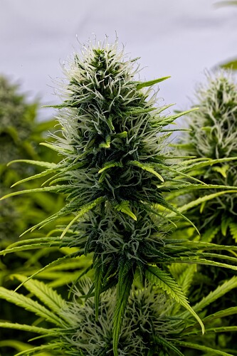 Growreport Bild 5