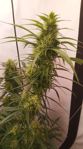 Growreport Bild 7