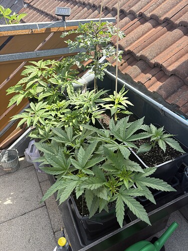 Growreport Bild 24