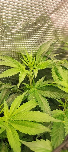 Growreport Bild 5
