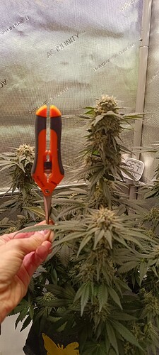 Growreport Bild 4