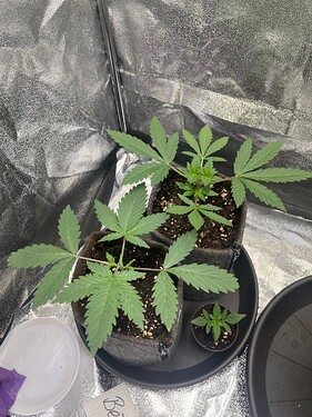 Growreport Bild 18