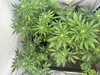 Growreport Bild 3