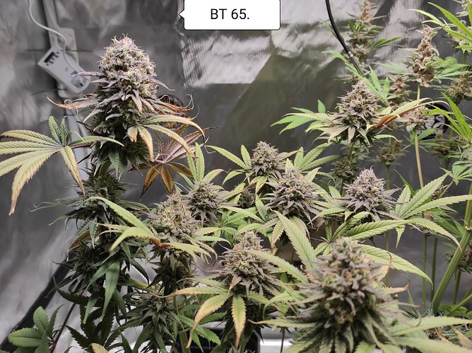 Growreport Bild 1