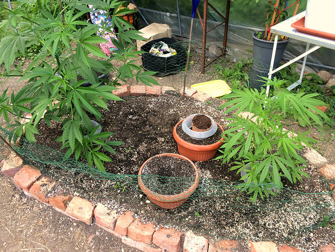 Grow26071301