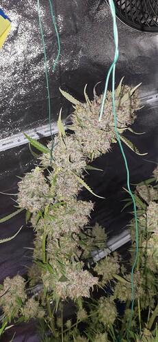 Growreport Bild 68