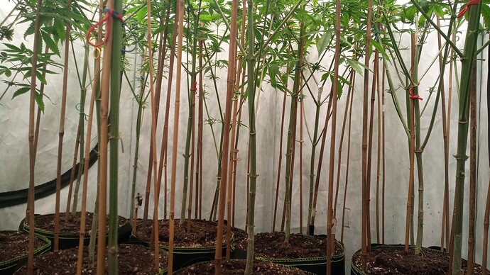 Growreport Bild 2
