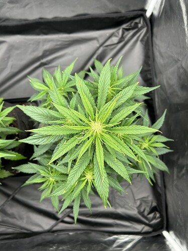 Growreport Bild 5