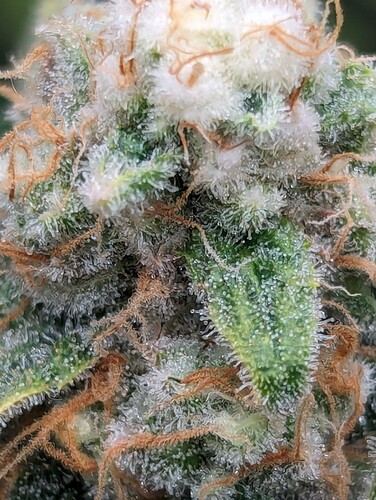 Growreport Bild 11