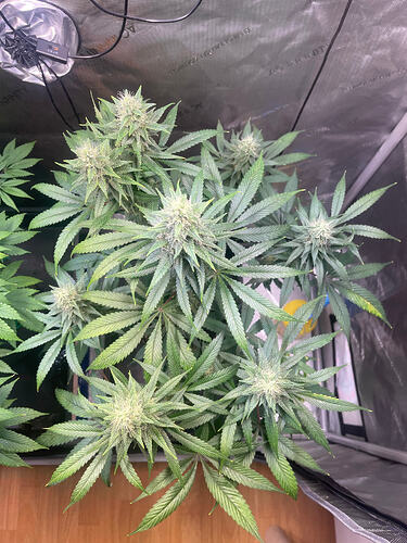 Growreport Bild 15