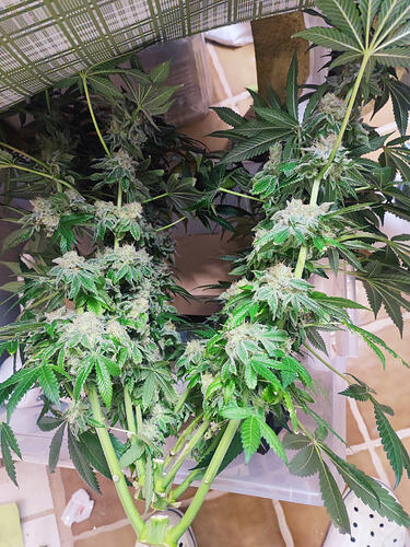 Growreport Bild 73