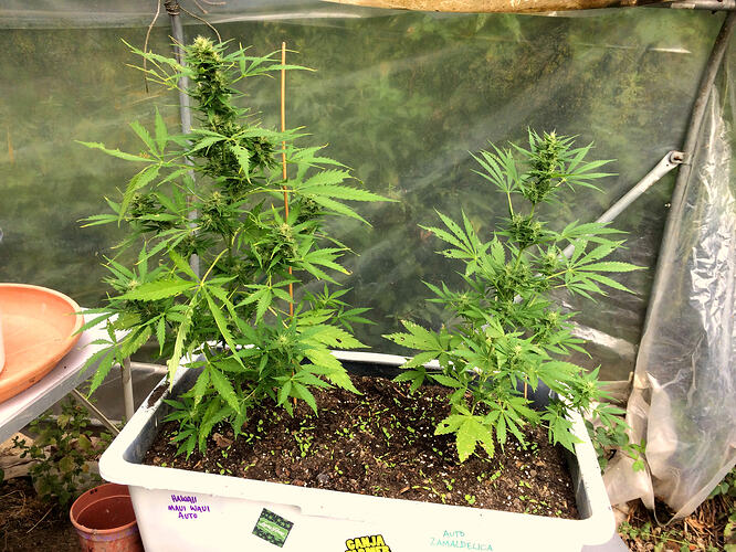 Grow26090605