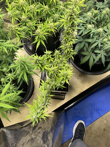 Growreport Bild 45