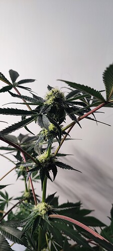 Growreport Bild 8
